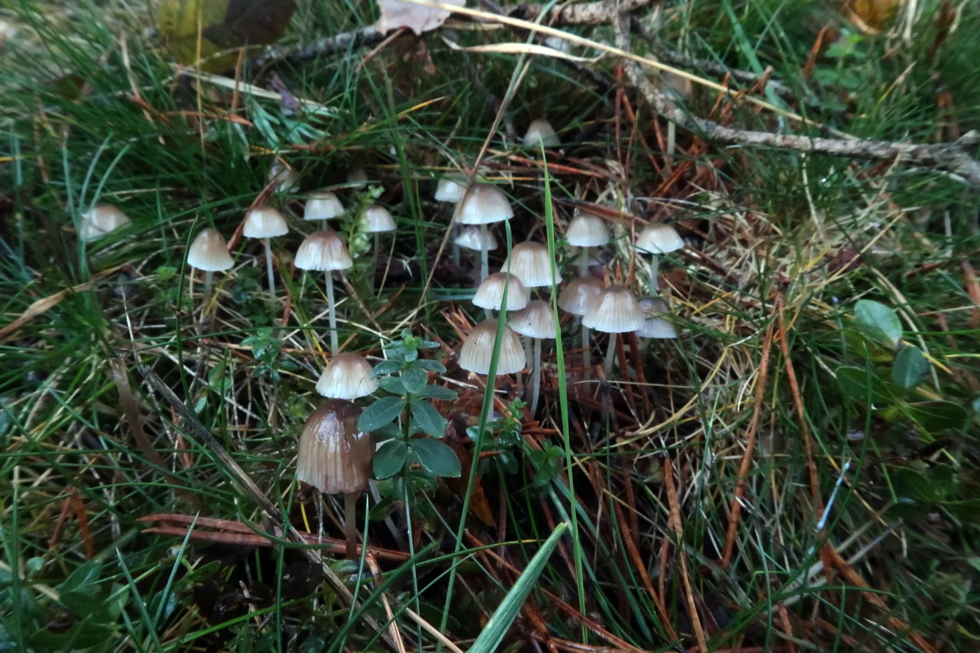 Mycena epipterygia - 1 - IMG_5708